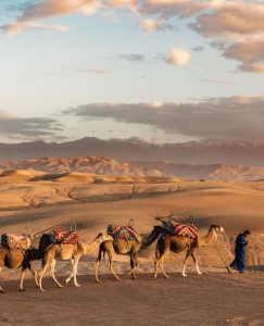 agafay-camel-morocco